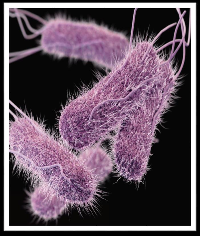 2 Outcome Salmonella Scientific classification Epidemiology
