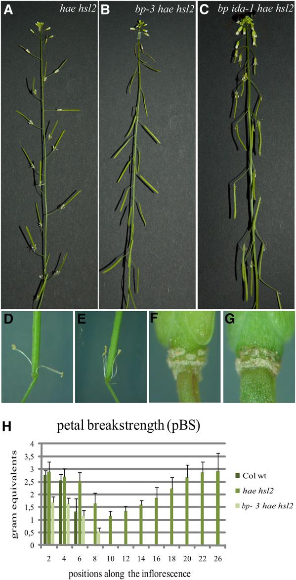 8 of 15 The Plant Cell knat2 knat6 triple mutants (Ragni et al., 2008). Therefore, we assayed the abscission phenotype of bp-3 in single and double mutants of knat2 and knat6.