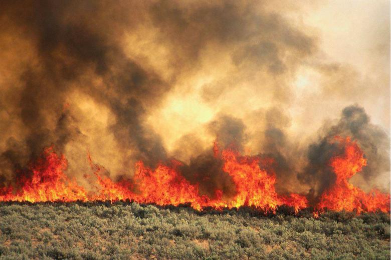 June 2016 Wildfires Wildfire is the unintended burning of vegetation in the natural environment. Wildfires can be measured by their environmental impact, their severity or their burn size.