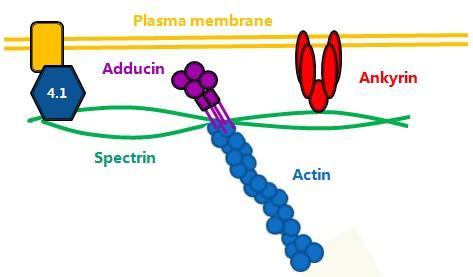 Figure 1.1 A schematic model of the physical model of actin-spectrin cytoskeletal complex. The spectrin heterotetramer is composed by two α- and two β-spectrin subunits.