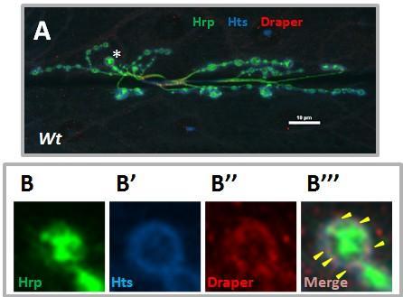 Figure 3.5 Draper co-localizes with Hts at postsynaptic NMJ. Wild type larval body walls were co-stained with anti-hrp, anti-hts and anti-draper antibodies.