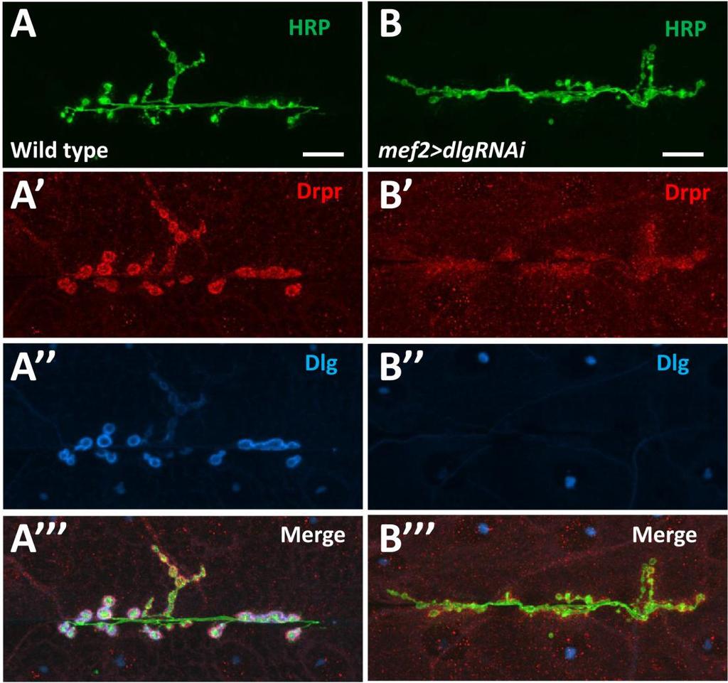 Figure 3.14 Draper localization at the postsynaptic NMJ is affected in larvae with muscle-specific knock-down.