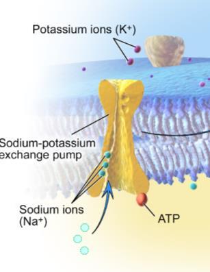 CONCEPT: TRANSPORTERS AND ATP-DRIVEN PUMPS Transporters Transporters transport molecules across the membrane through conformational changes Can modulate passive (Glucose uniport GLUT1) or active