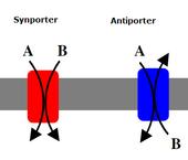 transport of another - Sometimes referred to as indirect active transport - Symports move the two molecules in the same direction - Antiports move the two molecules in opposite directions -