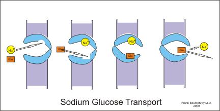 - Releases glucose into blood stream EXAMPLE: Sodium Glucose Symporter Bacteriorhodopsin uses energy to pump H + ions Found in archaea H.