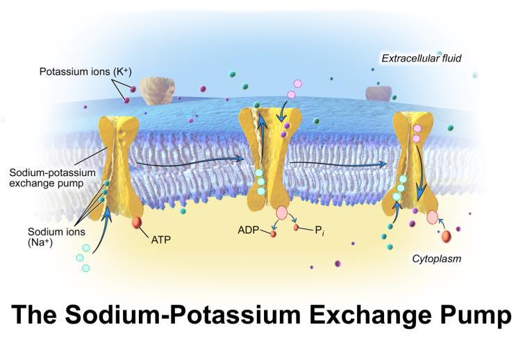 The Na 2+ K + pump moves sodium and potassium concentration gradients - Cytosol: High K + and low Na + - Extracellular space: Low K + and high Na 2+ - Pumps three Na 2+ ions out and two K + ions into
