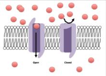 channels open in response to mechanical force Ion channels are and are permeable to a specific ion - Contain a selectivity filter inside a narrow pore which ions must be able to pass - Ions must