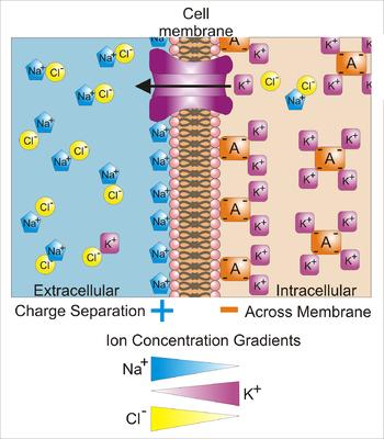 - K + leak channels open and close randomly to passively transport of K + to restore the membrane