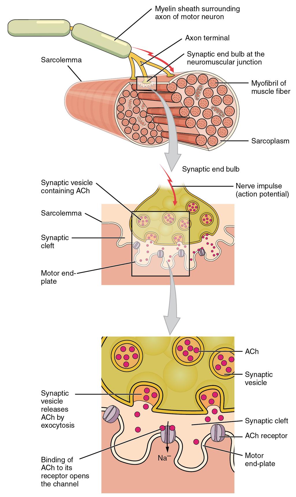 CELL BIOLOGY - CLUTCH 5. The electrical signal is converted into a chemical signal because the synaptic cleft cannot pass electrical signals - Neurotransmitters are the chemical signals a.