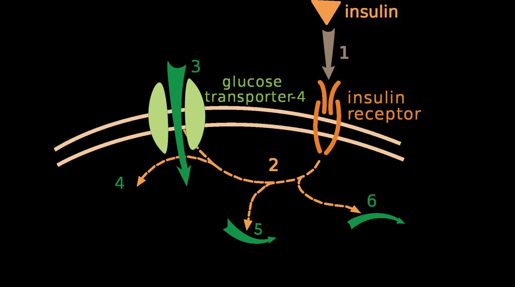EXAMPLE: Glucose transporter (GLUT1 uniport) moves glucose from an area of high concentration to lower concentration EXAMPLE: Sodium Calcium Antiporter regulates muscle contraction Sodium Calcium