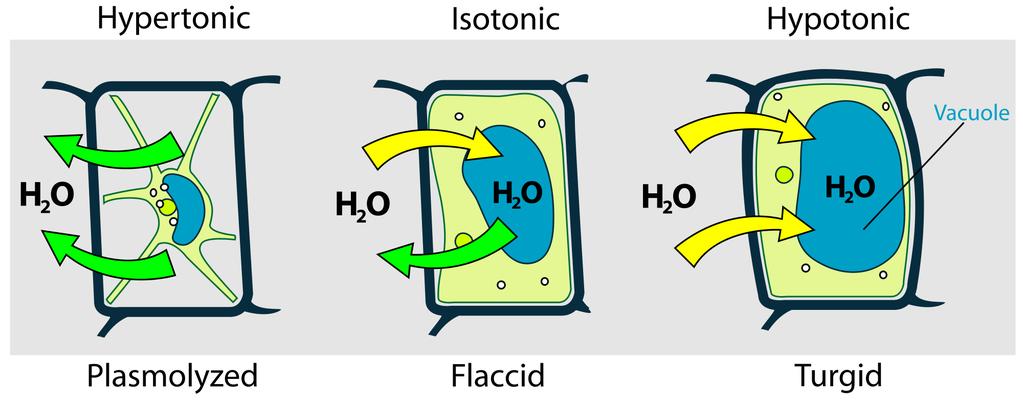 Osmotic pressure is the pressure required to stop water flow across membranes Aquaporins are channel proteins that allow to cross the membrane - Move water through the channel by forming hydrogen