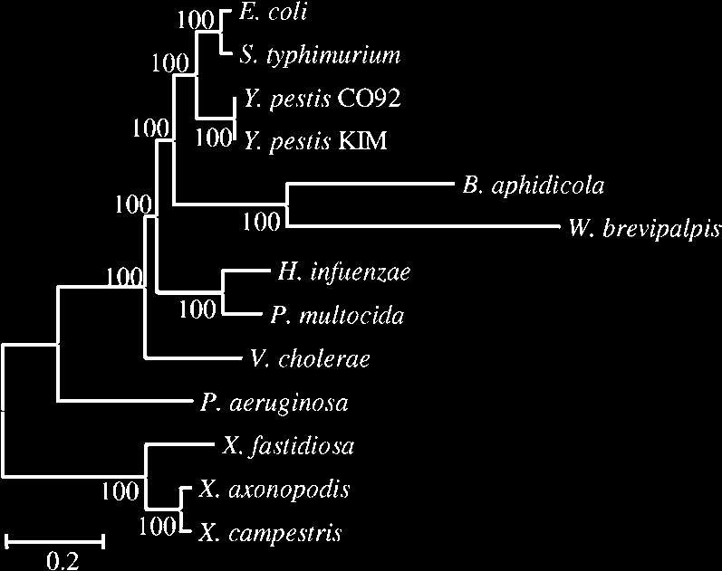 Figure 5. Tree Based on the Concatenation of the 205 Proteins (NJ) The topology shown agrees with almost all individual gene alignments (topology 5 of Figure 2).