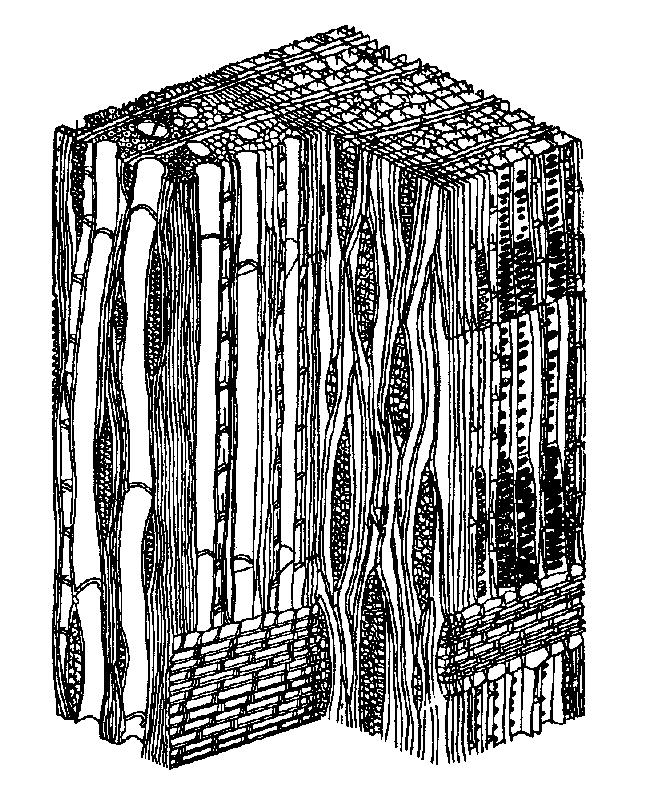 Relation to wood: cellulose morphology WOOD: natural composite material Two phase: cellulose & matrix Crystallization: cellulose crystals in cell wall: stiff micro-fibrils Stress distribution