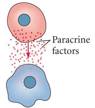 Paracrine Factors Signaling molecules (proteins) produced by one cell (tissue) and distributed via diffusion to a localized area; often act as inducers.
