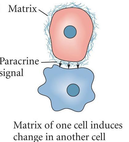 Extracellular Matrix Signals ECM macromolecules secreted by cells into