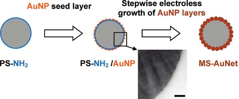 Experimental 1. Preparation of gold microshells Gold nanoparticle synthesis. Attachment of AuNP seed layers to amine-terminated polystyrene beads (PS-NH 2 ).
