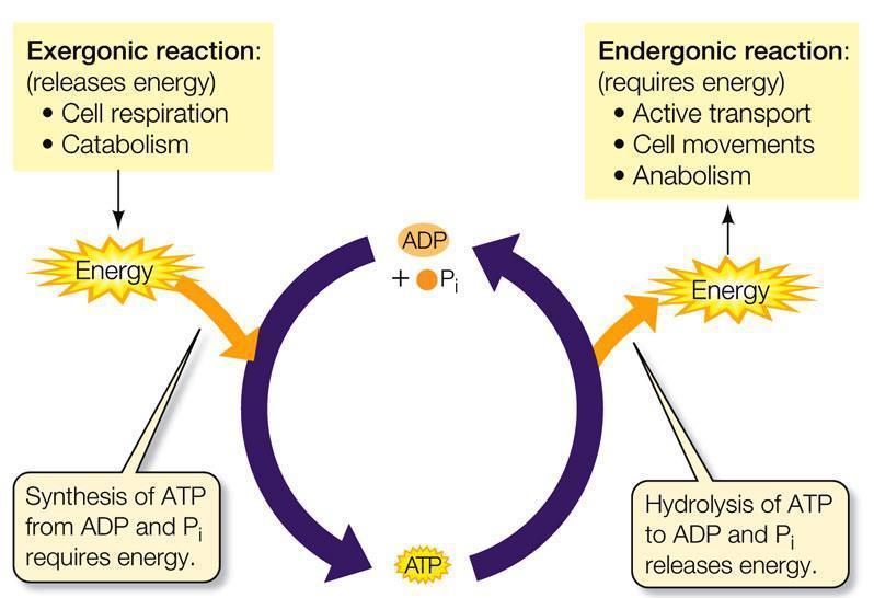 Coupled Reactions Use of ATP as a cycle Most cells only have a