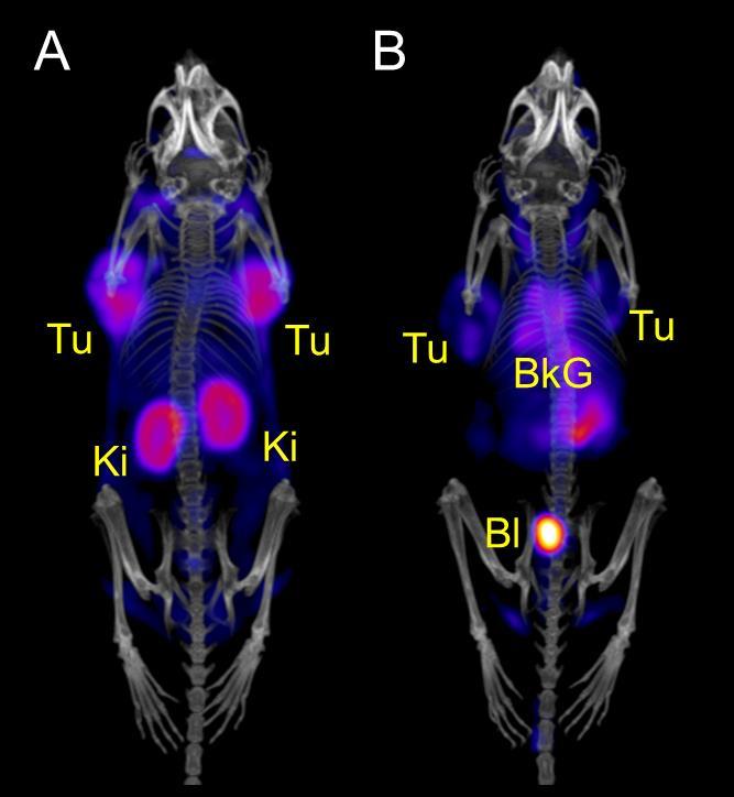 Fig. S2. PET/CT images of KB tumor-bearing mice 2 h after injection of 64 Cu-rf42 only (A) and 64 Curf42 after a pre-injection of folic acid (B) shown as maximal intensity projections.