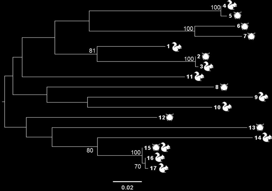 FIG S2: Maximum Likelihood (ML) phylogeny of Osp C alleles from Borrelia garinii infected grey squirrels (Sciurus carolinensis) (n=19) from Scotland and questing ticks (Ixodes ricinus) (n=9) from