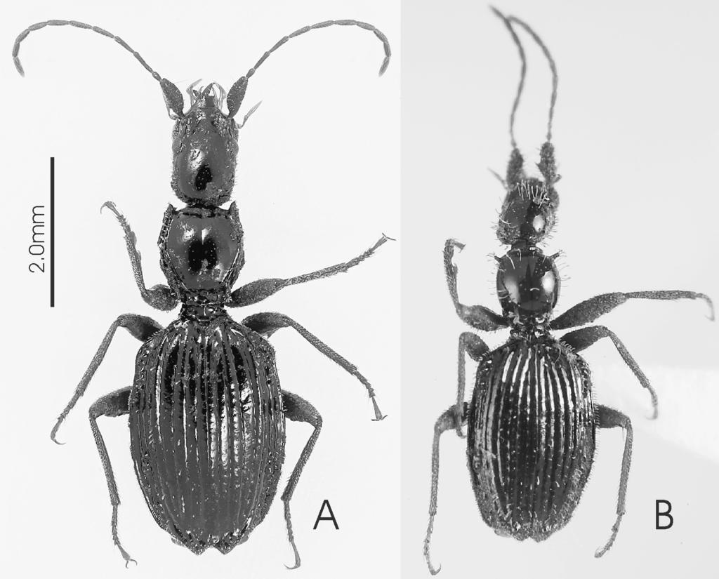 zuphiini from new caledonia 101 FIG. 1. Atongolium species, dorsal view of cleaned specimens. A, Atongolium mirabile sp.nov.; B, Atongolium moorei sp.nov. positioned, long and translucent.