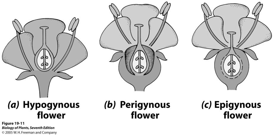 Angiosperms: Phylum Anthophyta, the flowering plants 1. Overview of seed plant evolution 2. Traits of flowering plants a) Flowers b) Fruits/Seeds c) Monocots vrs. Eudicots 3.