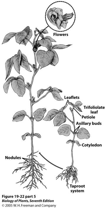 Angiosperm seeds consist of diploid and triploid tissues Embryo: Diploid (from fertilized egg) Food Supply: Triploid Endosperm (from polar nuclei and second sperm) Seed Coat: Diploid (from ovule