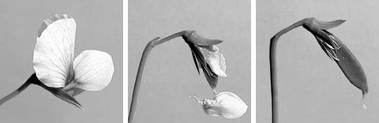 Relationship between a pea flower and a fruit (pea pod). Fruit = mature ovary. Fruits protect seeds and aid in their dispersal.