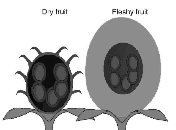 Layers of the pericarp 2 main kinds of fruit: dry vs. fleshy Exocarp: outermost skin Mesocarp: in the middle Endocarp: innermost layer, closest to the seed Figure 38.