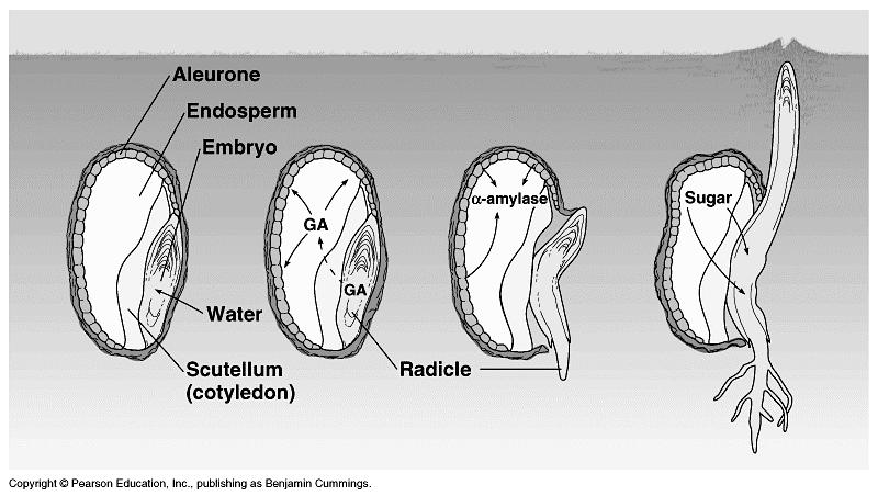 The four steps of seed germination: 1. imbibition of water, 2. enzyme digestion of stored food, 3. embryo begins growth and radicle is pushed through the seed coat, and 4.