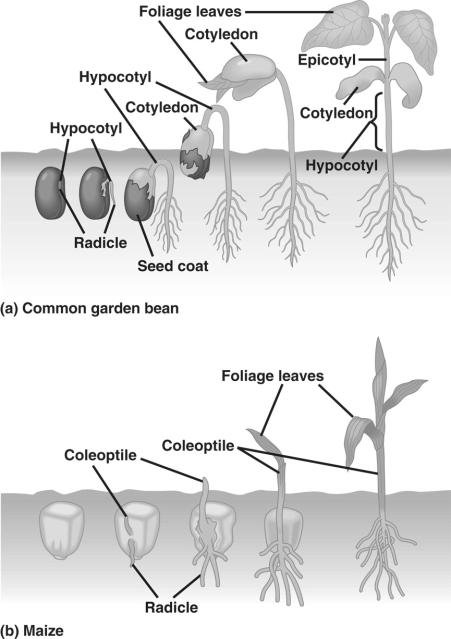 Pollination Avoiding self pollination Mechanisms of pollination: abiotic and biotic Pollination syndromes Pollination: getting pollen to the stigma Required for sexual reproduction in plants: