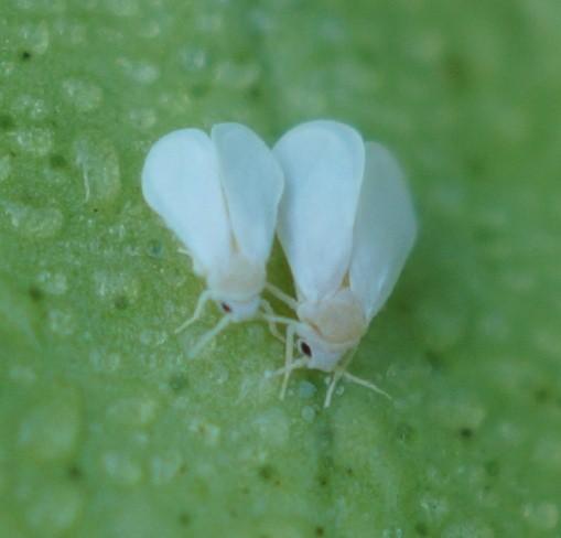 Male & Female Adult Eggs 1 st instar Life cycle of Dialeurodes citri 2 nd instar 3 rd instar Pupal shell after adult emergence Pupa Plate 1.