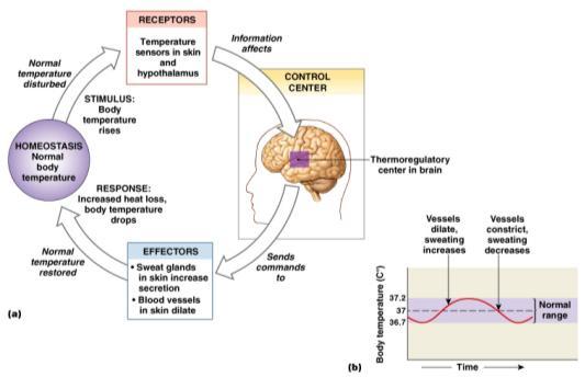 brain regulates body temp Usually occurs by negative feedback which can be modeled as a thermostat: 1 Stimulus: Produces change in variable Variable (in homeostasis) 5