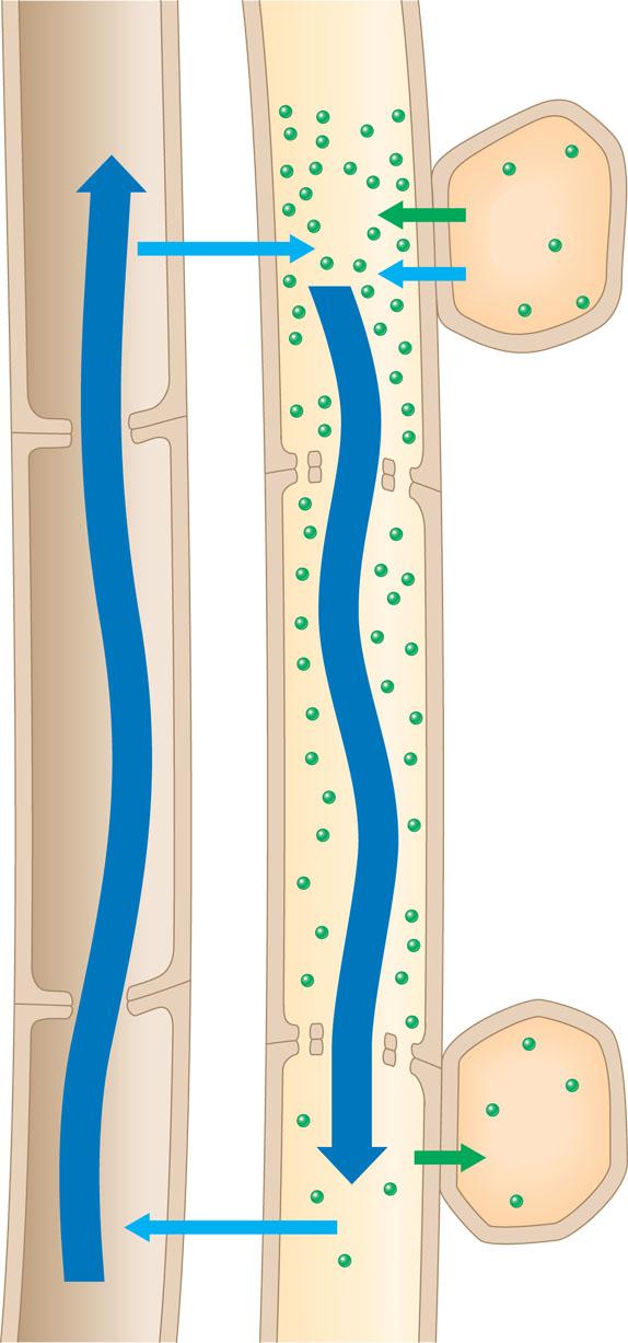 Bulk Flow of Photosynthe+c Products Vessel (xylem) Sieve tube (phloem) 2 1 Source cell (leaf) Sucrose 1 Loading of sugar (green dots) into the sieve tube at the source reduces water potential inside