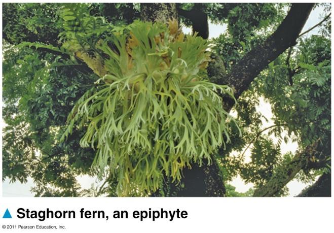 Nutri+onal Adapta+ons in Plants Epiphytes- grow