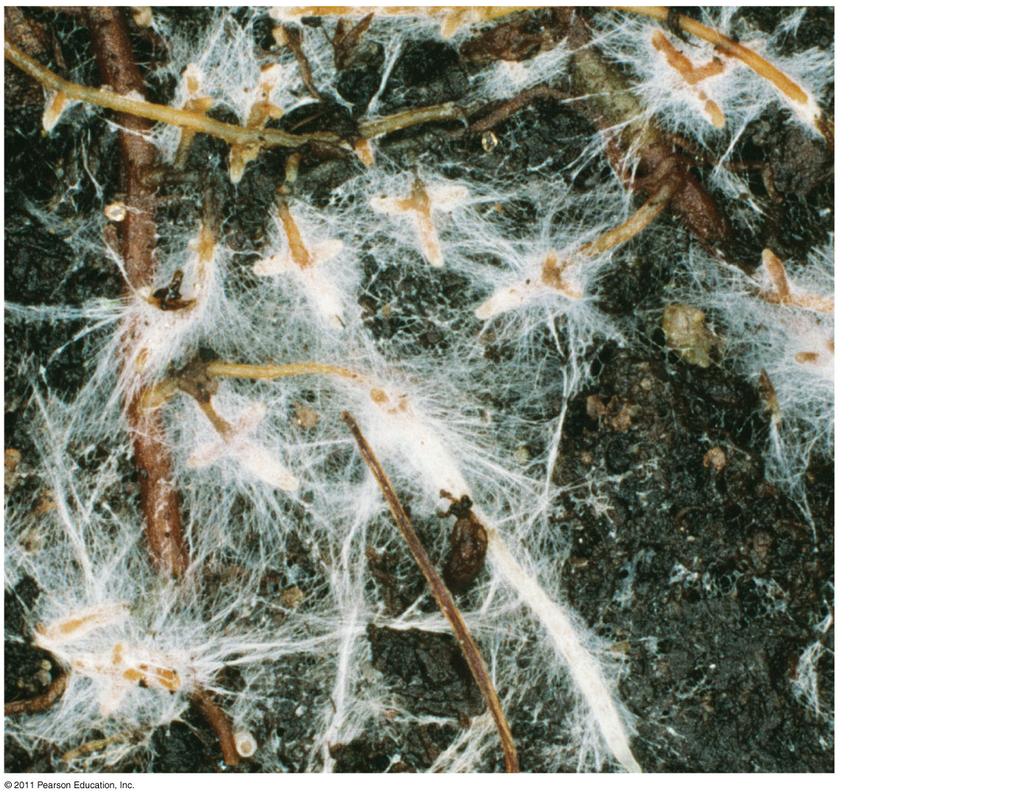 Mycorrhizae: A
