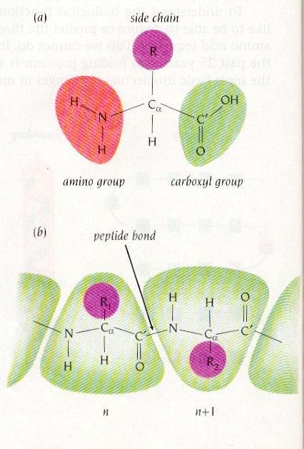 Chains of amino acids Three-dimensional Structures Four levels of