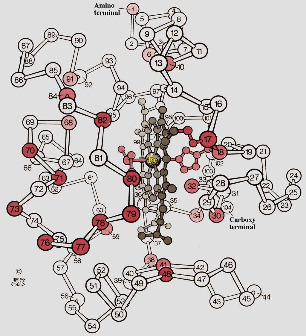 elements Alpha-helix Beta-strand Artymiuk et al, Structure of Hen gg White Lysozyme