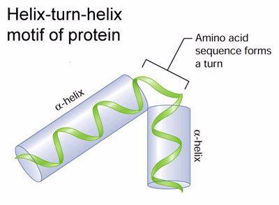 β-motif Helix-turn-helix motif Helix-turn-helix important for DNA recognition by proteins F-hand: calcium binding motif