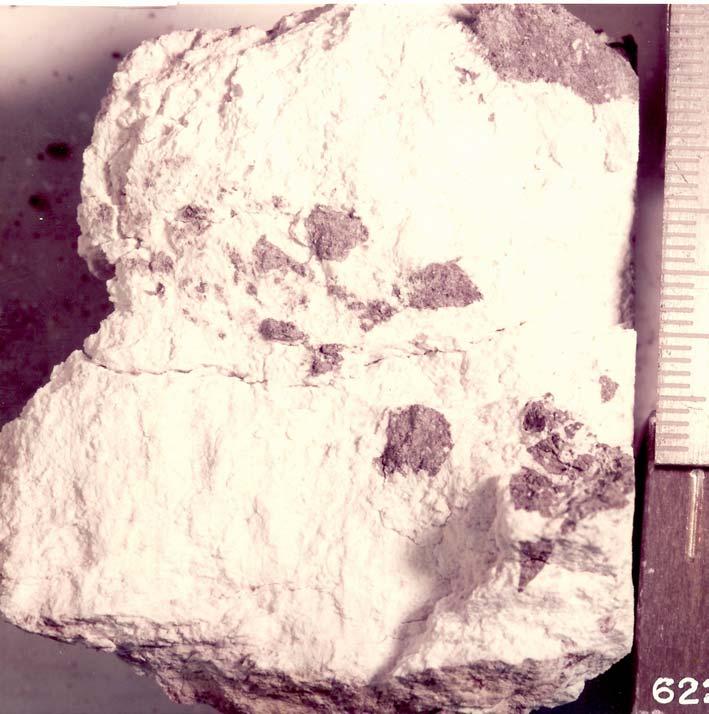 Figure 13: Photo of 62255,81 showing how chalky white the plagioclase is. Scale is marked in cm. S75-33043. References for 62255. Arvidson R., Crozaz G., Drozd R.J.