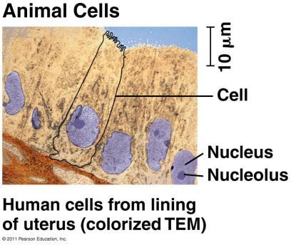 CELL TYPES Eukaryotic Cell Prokaryotic Cell Can be both unicellular