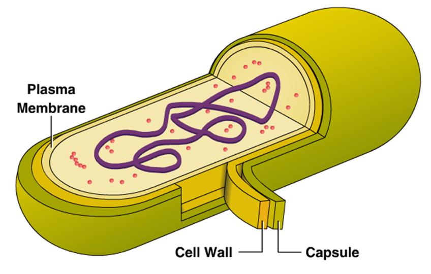 PROKARYOTIC CELLS The peptidoglycan is a key component in designing