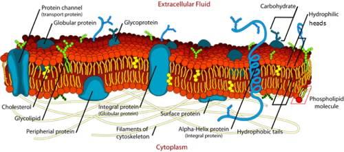 CELL MEMBRANE (CH.4) Key Points: Determines what can come in and leave the cell. Contains a phospholipid bilayer Two layers with a head near the surface and tail inside the bilayer.
