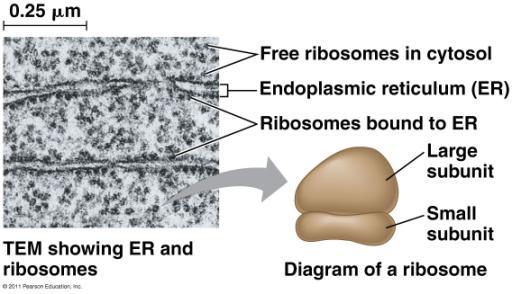 RIBOSOMES Key Points: Func0on: protein synthesis Composed of rrna + protein Large subunit + small subunit Types: Free