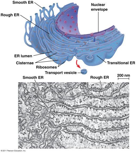 ENDOPLASMIC RETICULUM (ER) What it is: Network of membranes and sacs Types: Rough ER: ribosomes on surface Func0on: package proteins for secre0on, send