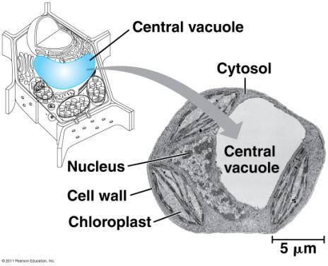 VACUOLES Func<on: storage of materials (food, water, minerals, pigments, poisons) Membrane- bound