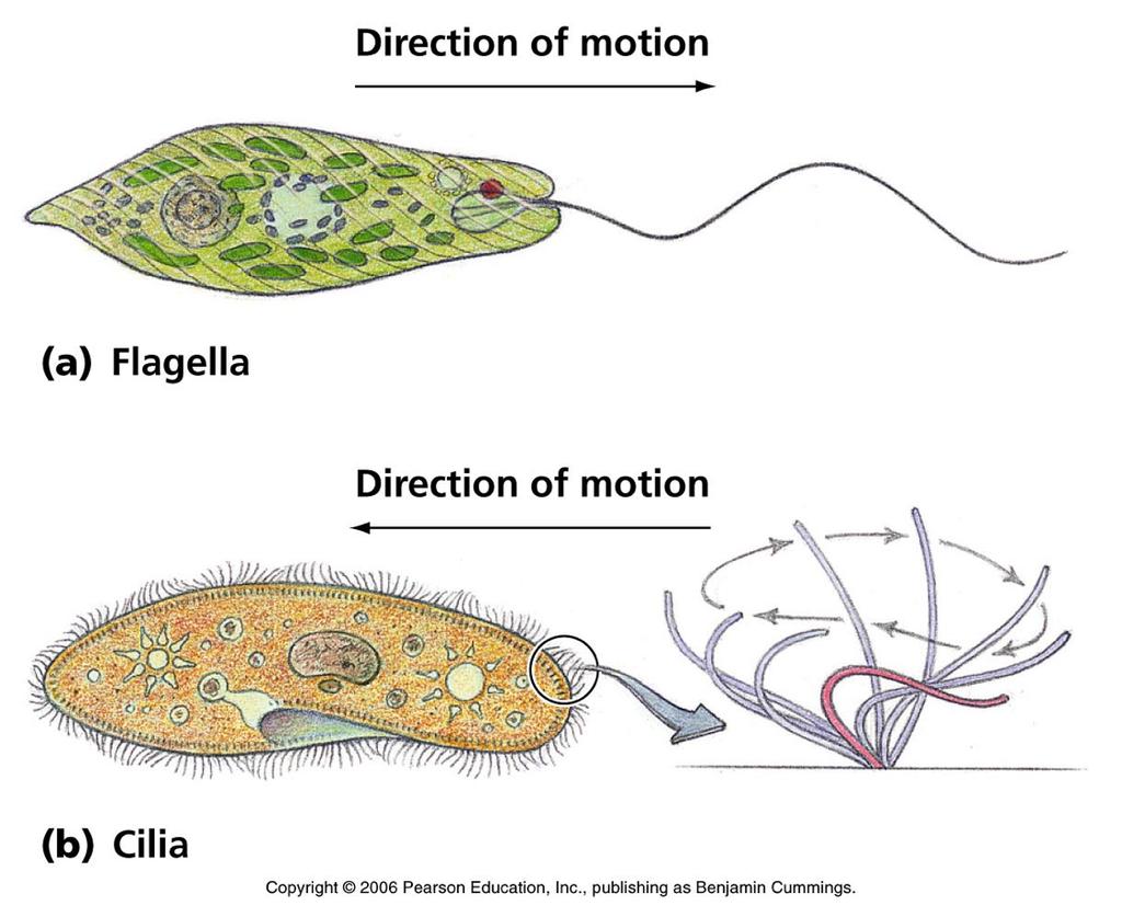 CILIA AND FLAGELLA Flagella: long and few; propel through