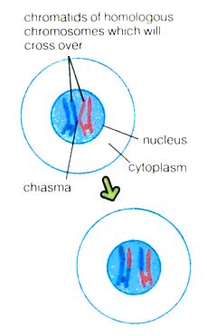 Crossover: Biological Inspiration Occurs during meiosis, when haploid gametes are formed Randomly mixes genes from two parents Creates genetic variation