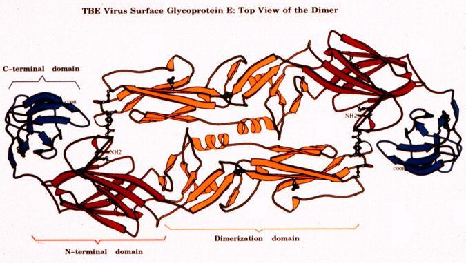 Biomolecules display rotational symmetry Protein from virus