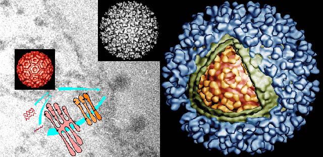 A virus has a high symmetry