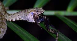 Reduction in amphibians as prey 1% C.